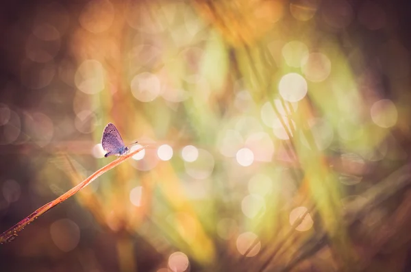 Pequeña mariposa en la naturaleza — Foto de Stock