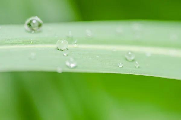 Leaf and water drops — Stock Photo, Image