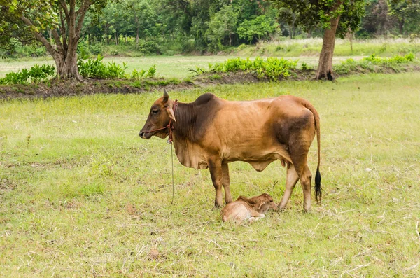 Krowy i trawy — Zdjęcie stockowe