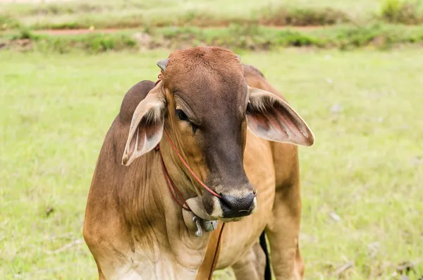 Vache et herbe — Photo