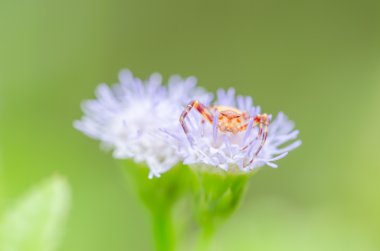 tropische muziek partij