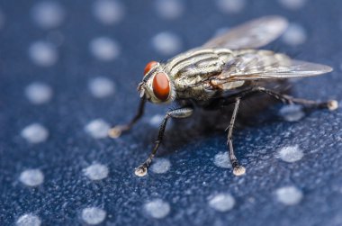 Yeşil doğada fly