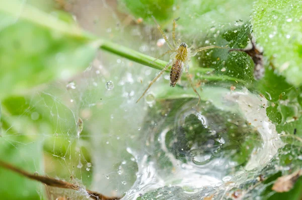 Aranha em fundo natureza verde — Fotografia de Stock