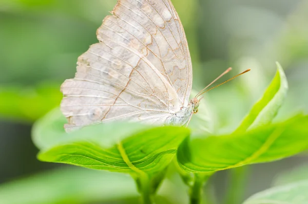 自然の中で小さな蝶 — ストック写真