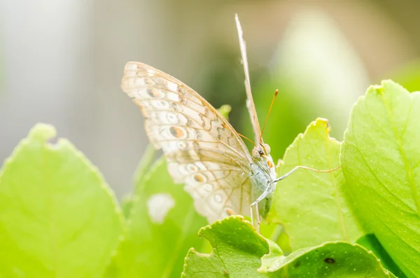 Kleine vlinder in de natuur — Stockfoto