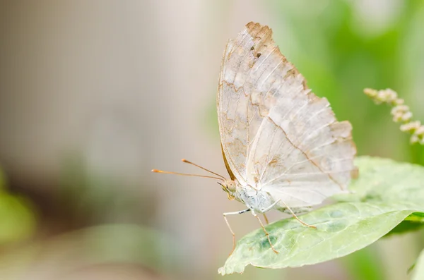 Pequeña mariposa en la naturaleza — Foto de Stock