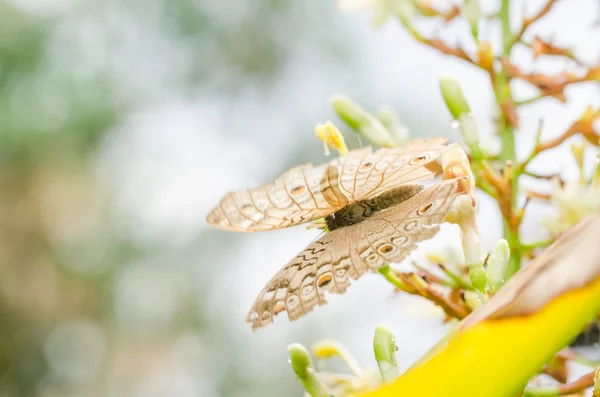 Маленькая бабочка в природе — стоковое фото