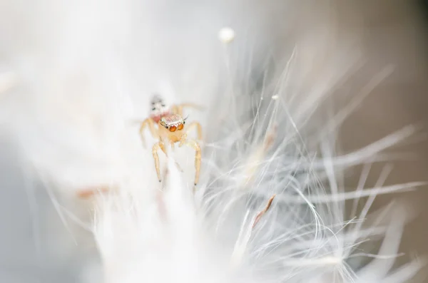 Yeşil doğa arka planda örümcek — Stok fotoğraf