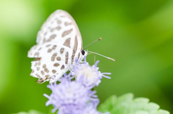 Pequeña mariposa en la naturaleza — Foto de Stock