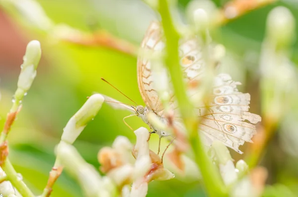 Pequeña mariposa en la naturaleza —  Fotos de Stock