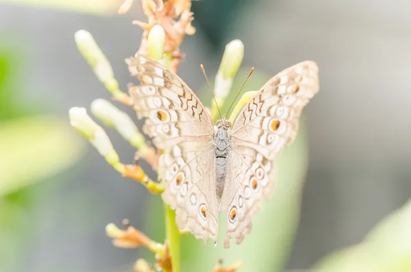 Kleiner Schmetterling in der Natur — Stockfoto