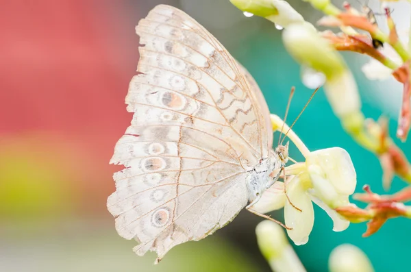 Little butterfly in the nature — Stock Photo, Image