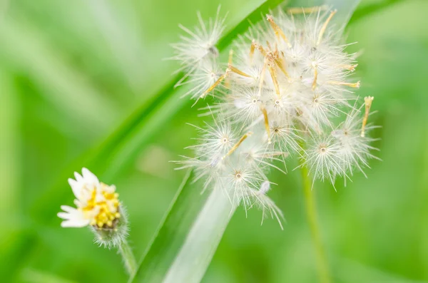 Grass bloom plant — Stock Photo, Image