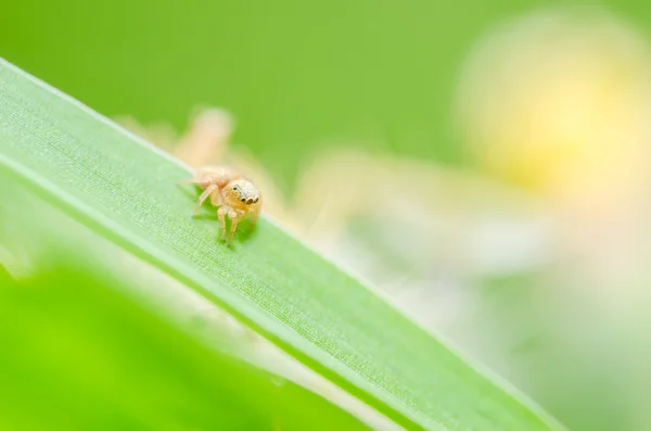 Araña en fondo de naturaleza verde —  Fotos de Stock