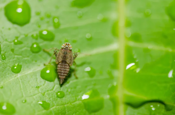 Bladluis op het blad — Stockfoto