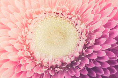 pembe gerbera papatya