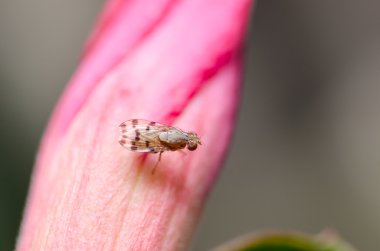 Yeşil doğada fly