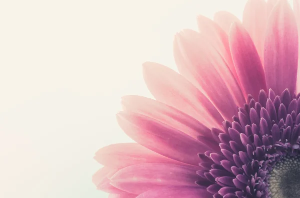 Pink gerbera daisy — Stock Photo, Image