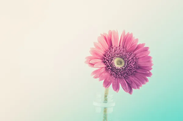 Pink gerbera daisy — Stock Photo, Image