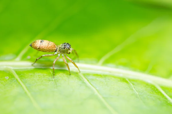 Pavouk v zelené přírodě pozadí — Stock fotografie
