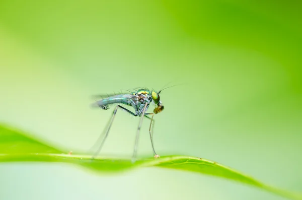 Vliegen in de groene natuur — Stockfoto