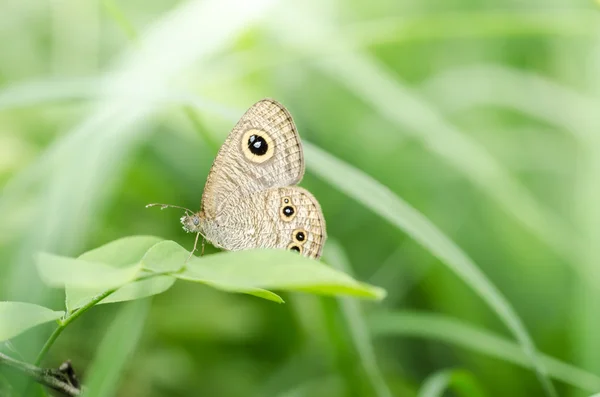 Schmetterling in der Natur — Stockfoto