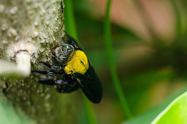 La abeja carpintera en la naturaleza — Foto de Stock