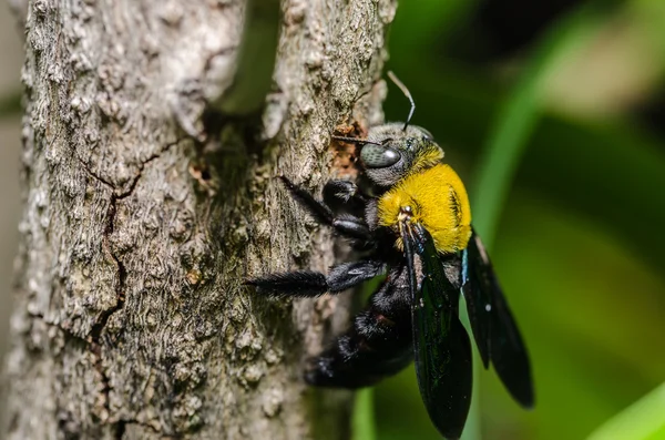 La abeja carpintera en la naturaleza — Foto de Stock