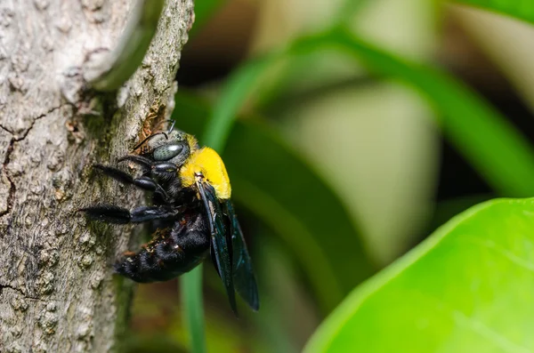 Carpenter bee in the nature — Stock Photo, Image