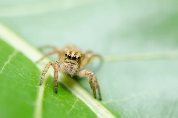 Araña en fondo de naturaleza verde — Foto de Stock