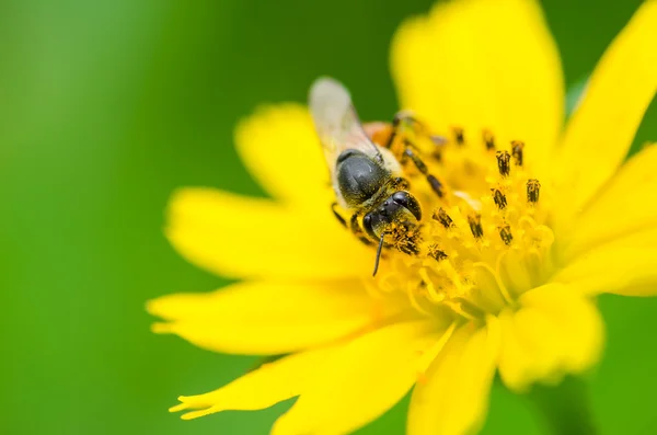 Bee in de natuur — Stockfoto