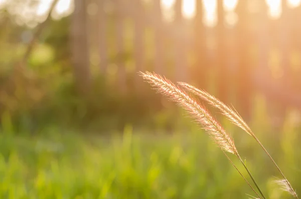 Trawa kwitną roślina — Zdjęcie stockowe