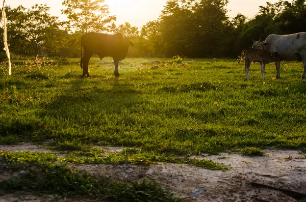 Vache et herbe — Photo