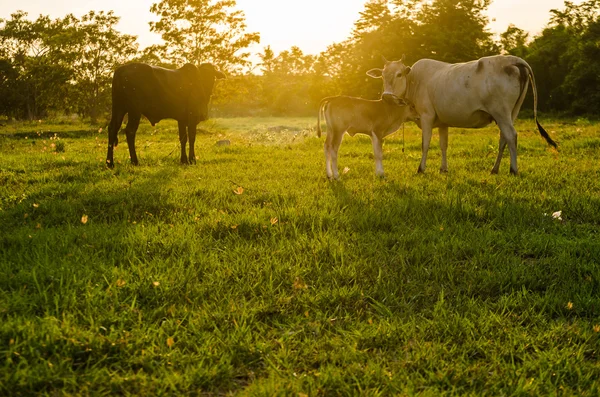 Ko og græs - Stock-foto