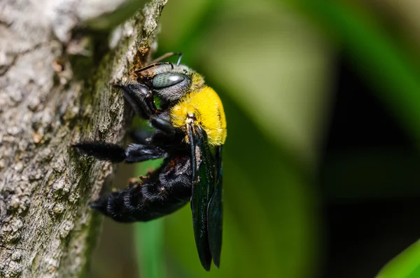 Ape falegname nella natura — Foto Stock