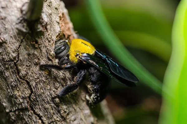 Плотниковая пчела в природе — стоковое фото