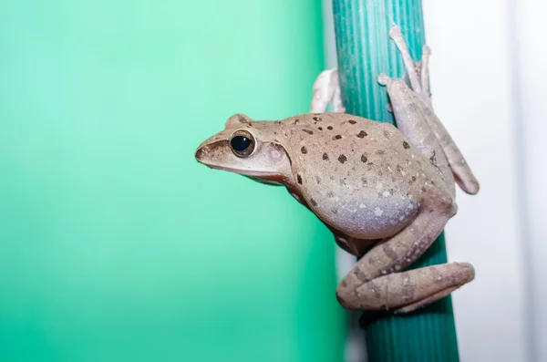 Ortak bush kurbağa — Stok fotoğraf