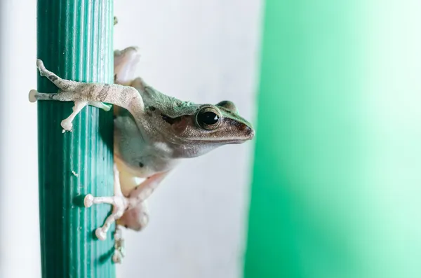 Ortak bush kurbağa — Stok fotoğraf