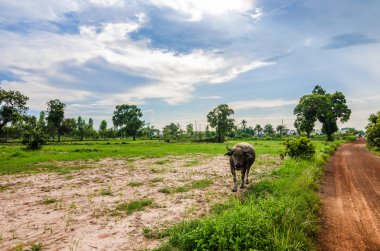 дорога грунту