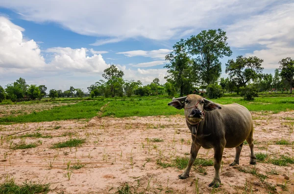 Thai buffalo — Stock Photo, Image