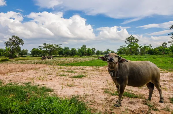 Buffalo tailandese — Foto Stock