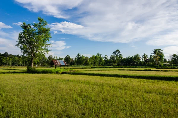 Rice field — Stock Photo, Image