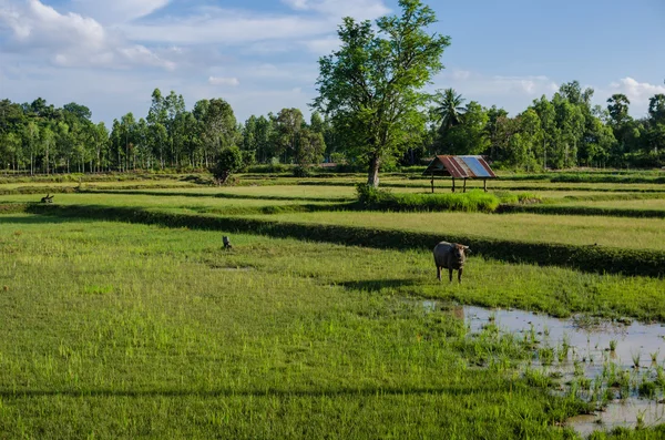 Campos de arroz — Fotografia de Stock