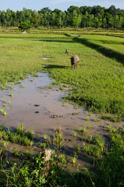 Campo de arroz —  Fotos de Stock