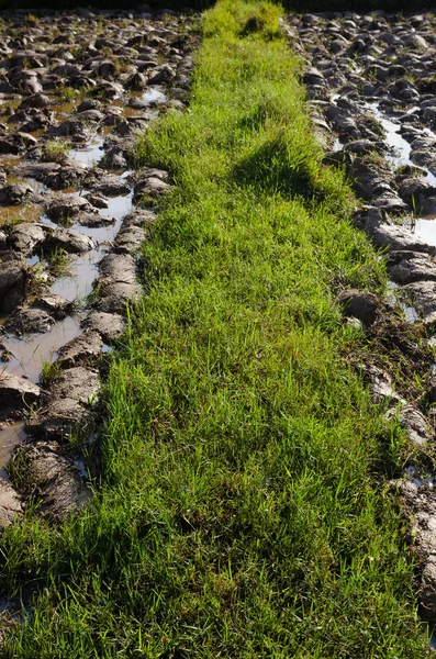 Rice field — Stock Photo, Image