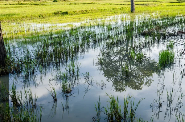 Rijstveld — Stockfoto