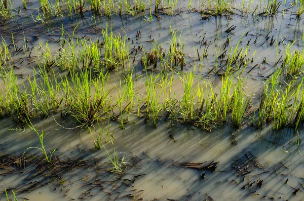 Campo di riso — Foto Stock