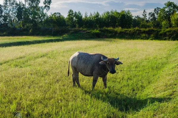 Buffalo tailandese — Foto Stock