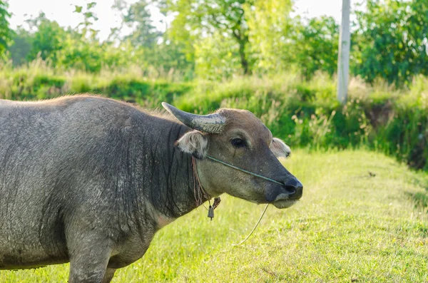 Buffalo tailandese — Foto Stock