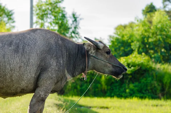 Buffalo tailandese — Foto Stock